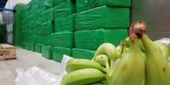 Ecuador decomisa más de 100 kilos de cocaína entre cajas de banano