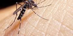 Son más de mil los casos confirmados de dengue en Salta