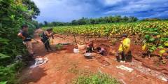 Rescates arqueológicos: trabajan con urnas halladas en Chicoana
