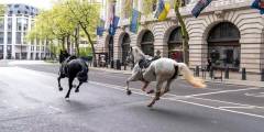 Cinco caballos militares se escapan por el centro de Londres