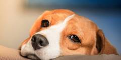 Perros huelen estrés humano y eso altera su comportamiento